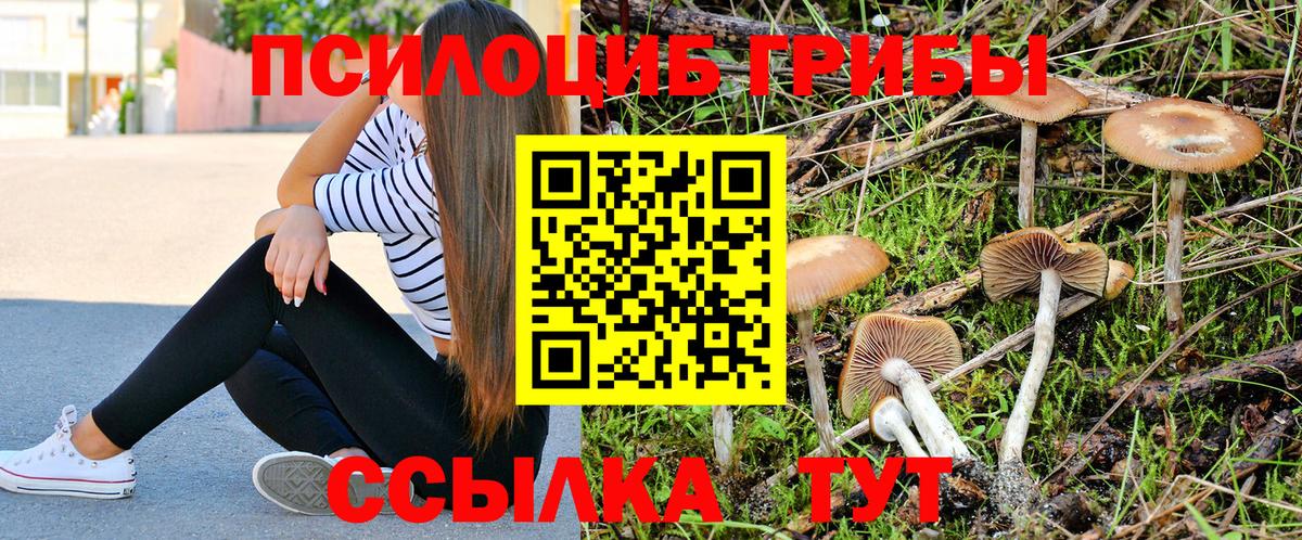 Псилоцибиновые грибы Psilocybe Янаул